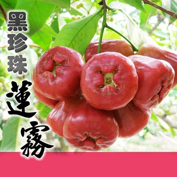 【家購網嚴選】屏東林邊黑珍珠蓮霧-精品4斤x2盒(約20~26顆/盒)