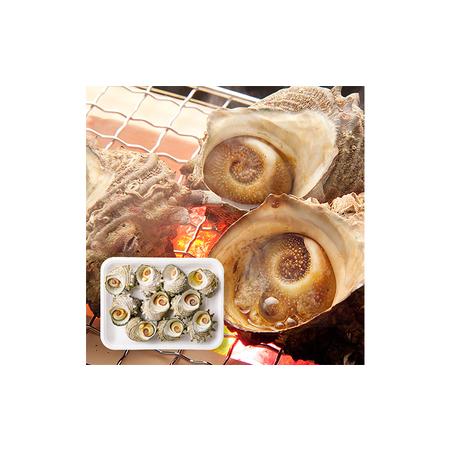 ふるさと納税 秋田県男鹿産ボイルさざえ1kg(9〜12個入)（つぼ焼き用特製たれ付） 秋田県男鹿市