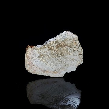 【木化石】- 723