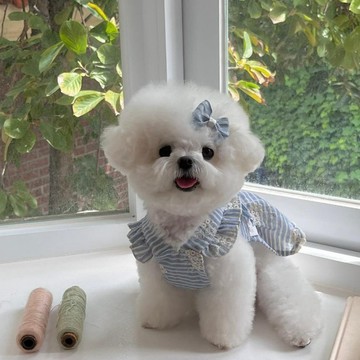 熱賣爆款春夏季新款狗狗裙子ins風中小型犬薄款透氣泰迪比熊貓咪寵物衣服0415 JL5L