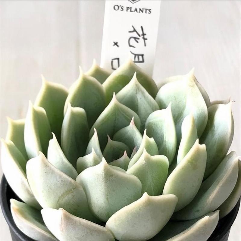 多肉植物 O'sエケベリア 花月夜×ローラ 多肉植物 O's PLANTS