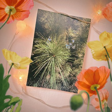 have a nice day 台灣趣明信片/酷卡/政大校園樹樹