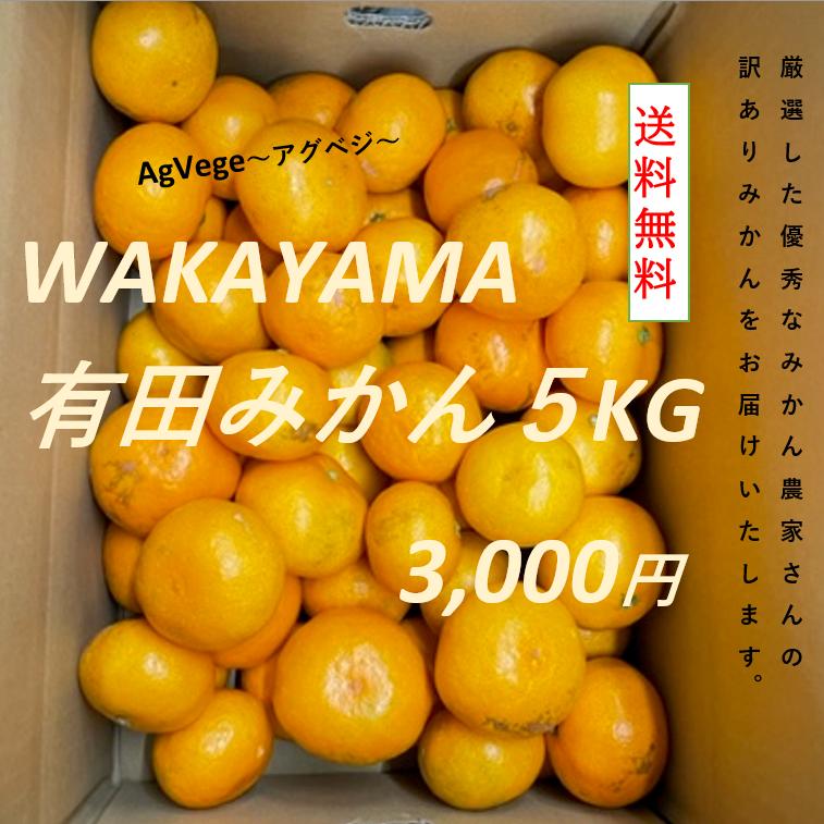 高級　有田みかん　産地直送　和歌山　５ｋｇ　和歌山みかん　みかん　訳あり　有田　糖度が高い