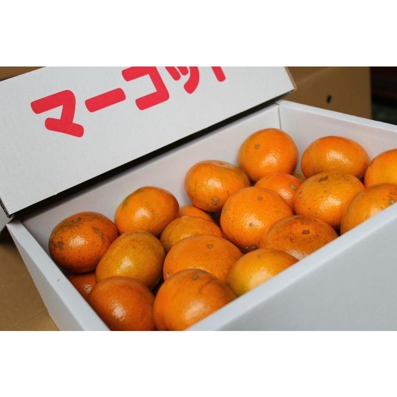 やんばる産マーコット ３ｋｇ