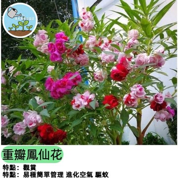 重瓣鳳仙花種子 七彩鳳仙花 指甲花種子 台灣現貨 四季開花 易種植 陽台盆栽 花卉種子 多色混合 花園景觀 新手友善