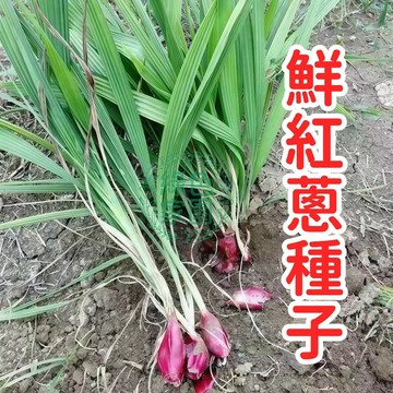 🌱鮮紅蔥種子🌱 絕美紅蔥頭，居家種植超簡單！高發芽率保證，陽台菜園首選！顏色鮮豔誘人，輕鬆打造療癒小田園！