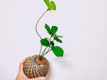 幸運樹苔球│窗邊植物│陽台植物│觀葉植物