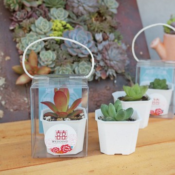 【荳荳多肉】【2吋盆組-50盆1組】│送禮│多肉植物│婚禮小物│