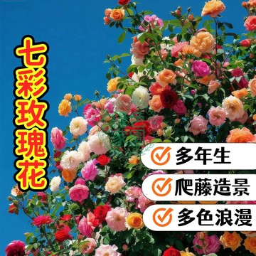 🌈奇幻七彩玫瑰種子🌈 自然漸層多色花 庭院盆栽 情人節驚喜 獨家技術 開花如彩虹 園藝收藏 現貨限量供應 新手可試