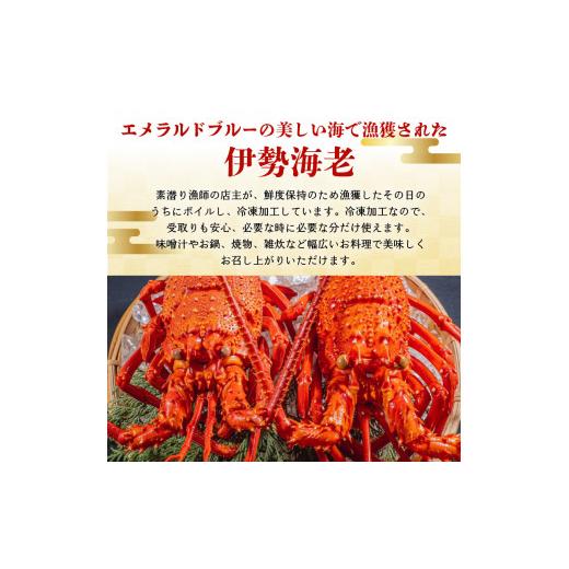 ふるさと納税 鹿児島県 和泊町 ■ボイル済み  伊勢エビ冷凍　1kg