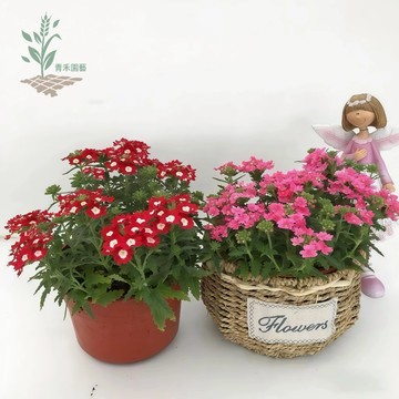 青禾園藝（美女櫻種子）四季櫻草種子 春秋播庭院花種籽春播四季易種室內花卉種子陽臺盆栽食用花種子#台灣自留種