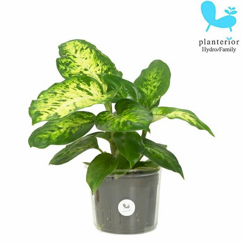 人気アイテムランキング 観葉植物 ハイドロカルチャー L サブライム ディフェンバキア 苗 その他観葉植物