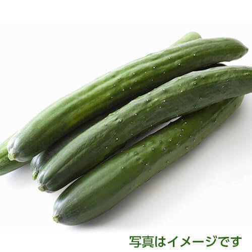 九州産　きゅうり１ｋｇ　4〜10本入り