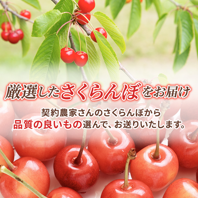 先行予約 北海道 仁木町産 さくらんぼ L サイズ600g　300g×2  仁木ファーム   果実 フルーツ 名産地