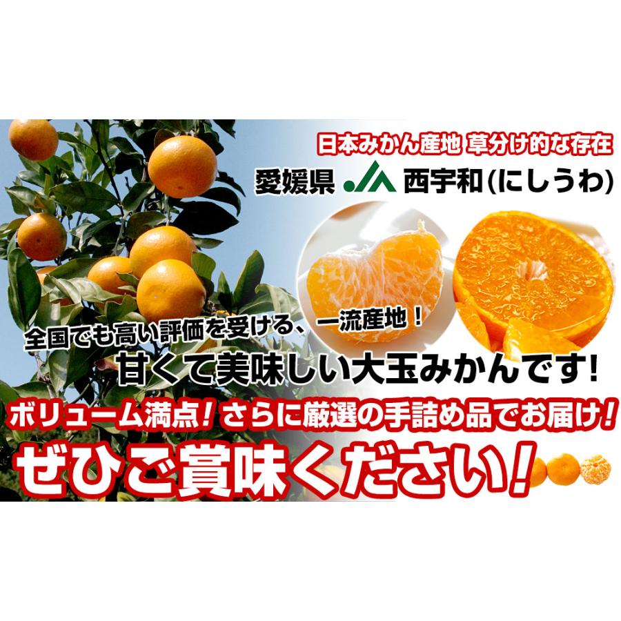 愛媛県より産地直送 JAにしうわ 西宇和温州みかん 2Lサイズ 約3キロ　送料無料 みかん ミカン 蜜柑