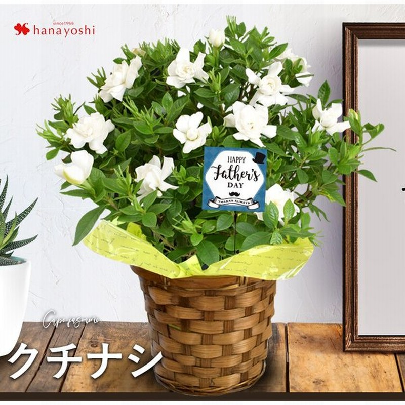 22年 盆栽 お花からいい香り 人気 八重咲きのクチナシ 母の日ギフト 花鉢 観葉植物 国産 観葉植物