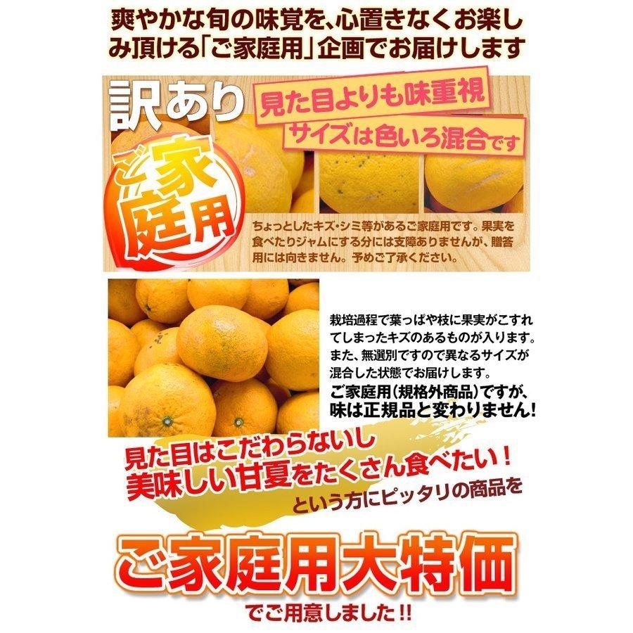 みかん 10kg 甘夏 熊本産 ご家庭用 送料無料 食品