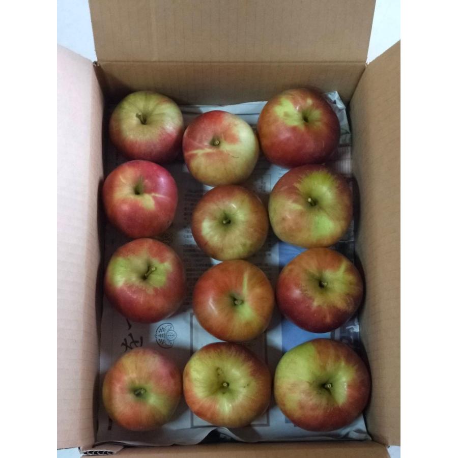 りんご ※加工用  青森県産 訳あり 紅玉 2.5kg 送料無料 林檎