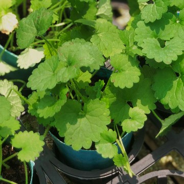金錢薄荷/活血丹【大里種苗】3吋│歐洲香草│西餐料理│調味料│泡茶│驅蟲│抗茵│藥用│精油