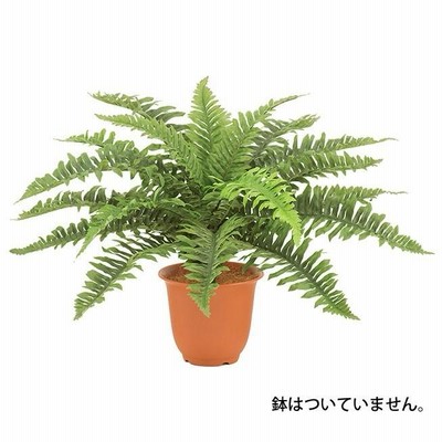 ハワイアンボストンファンブッシュ S 50cm