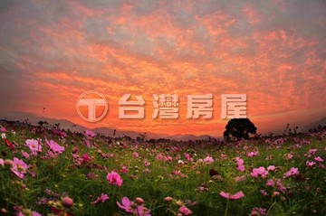 新社花海神木休閒農場的好去處｜台中市新社區臺中市神木段