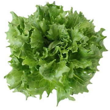 【拈花微笑】冰山萵苣種子｜種子｜4g｜非基因改造種子｜蔬菜｜蔬果｜有機無毒｜高發芽率