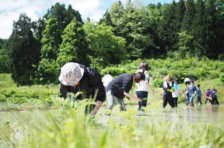 R5年産 新米コシヒカリ5kg 一等米100%   雪国棚田米 ~農薬・化学肥料不使用~