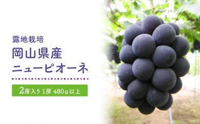 GV23　岡山県産ニューピオーネ2房入り（1房480ｇ以上）＜2024年発送＞