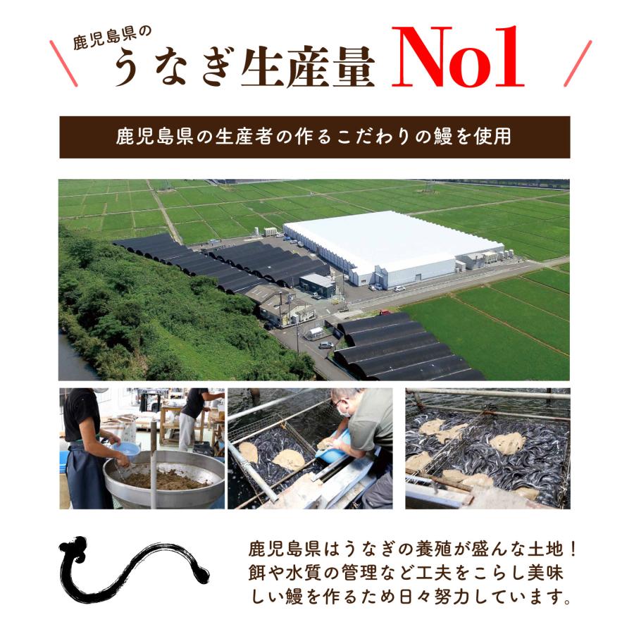 鹿児島県産鰻長蒲焼セット3尾 無頭長蒲焼き真空(添付タレ山椒付×3・しおり1枚）