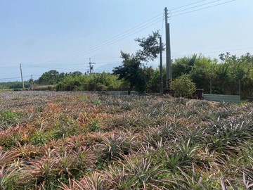 泗溝水寶袋農地|交通便利|可蓋合法農舍|｜屏東縣萬巒鄉永慶段