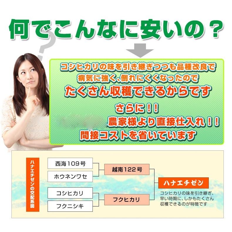 新米 米 ハナエチゼン 20kg 5kg×4袋 白米 福井県産 令和5年産 送料無料