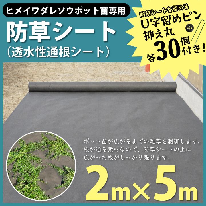 ヒメイワダレソウ ポット苗 専用防草シート(2m×5m)U字ピン30本付 (透水性通根シート) ヒメイワダレソウ クラピア リピア 姫岩垂草 雑草対策