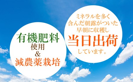 本場白山産 濃厚だだちゃ豆 3kg（500g×6袋） 農家 長四郎