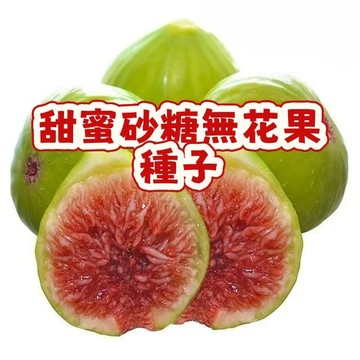 🌱無花果種子  whg4甜蜜砂糖無花果  營養豐富 口感軟糯 耐寒耐旱易養活 庭院盆栽