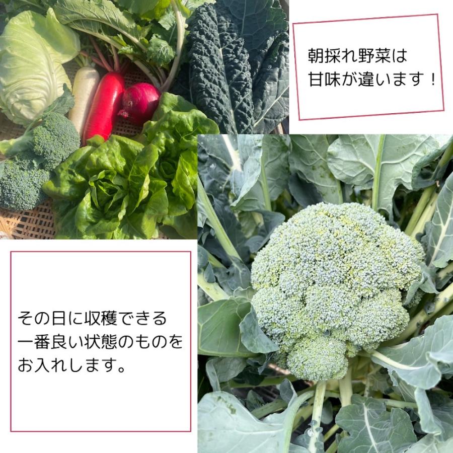 限定30個 とれたて冬野菜セット 10種類以上 100サイズ 滋賀県産 農家直送 送料無料