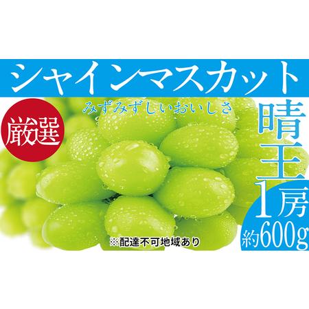 ふるさと納税 ぶどう 2024年 先行予約 シャイン マスカット 晴王 1房 約600g ブドウ 葡萄  岡山県産 国産 フルーツ 果物 ギフト 岡山県玉野市