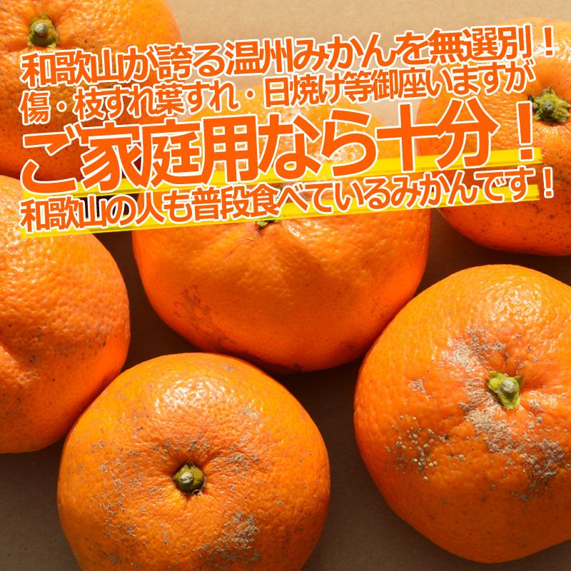 送料無料 みかん 5kg （箱込約5kg）訳あり ご家庭用 和歌山県産 産地直送  無選別 わけあり 甘いミカン