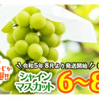 シャインマスカットはこれだっぺセット6～8房入り田舎の頑固おやじが厳選！ 茨城県 県産 つくばみらい市 人気 厳選 果物 くだもの 旬 旬の果物 旬のフルーツ シャインマス