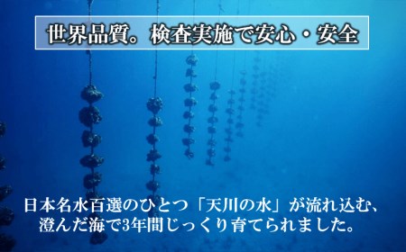 ブランド岩牡蠣「春香」殻なしタイプ Mサイズ×10個（1.6kg～2.2kg）