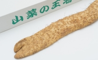 碇ヶ関産 自然薯1本