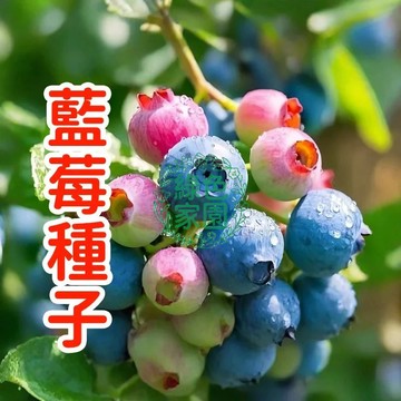 💥台灣發貨💥【藍莓種子】 四季可種  居家盆栽首選！易種植好成活，新鮮採收，高發芽率，陽台庭院皆宜，享受自種自摘樂趣！