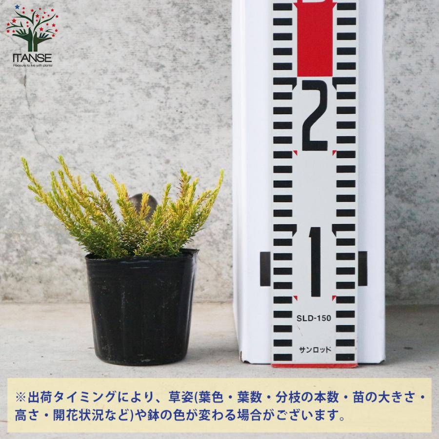 エリカ ダーリエンシス ゴールデンパーフェクト ダーレンシス 園芸品種 寄植え 寄せ植え