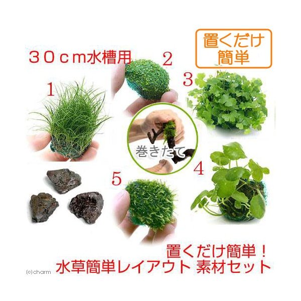 水草 置くだけ簡単 ３０ｃｍ水槽用 水草簡単レイアウト 素材セット 本州四国限定 通販 Lineポイント最大0 5 Get Lineショッピング