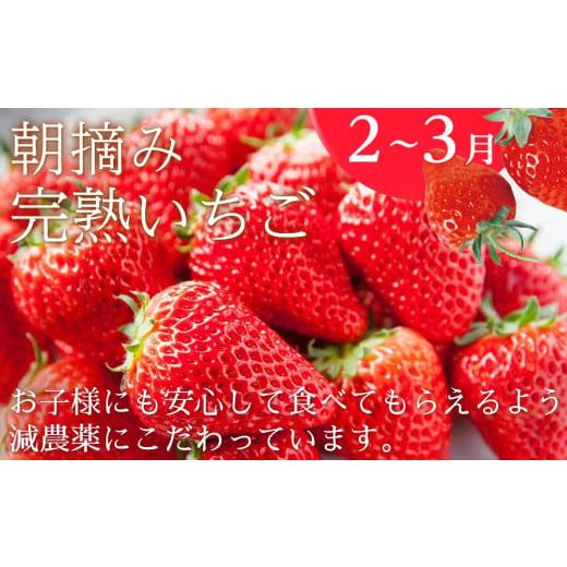 ふるさと納税 高知県 南国市 季節のフルーツセット（2023年度受付）｜フルーツ 定期便 いちご フルーツトマト スイカ マンゴー …