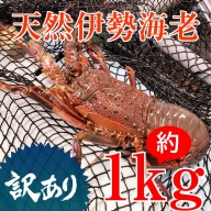 天然伊勢海老約1kg（生食用）