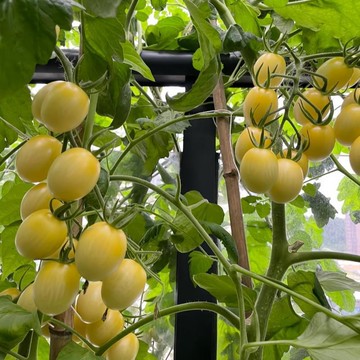 🍅（白妃番茄種子）現貨速發 小西紅柿種子 超甜 皮薄 多汁 多年生聖女果種籽 四季播種農田盆栽 高產水果蔬菜種子