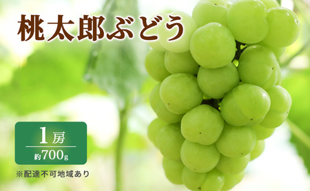 ぶどう 2024年 先行予約 特選 桃太郎 ぶどう 1房 約700g ブドウ 葡萄  岡山県産 国産 フルーツ 果物 ギフト いろは堂