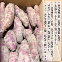 訳あり 茨城 八千代町産 さつまいも 紅はるか 土付き 無選別 生芋 約 10kg 農家直送 熟成 べにはるか イモ 芋 いも おやつ [AX034ya]