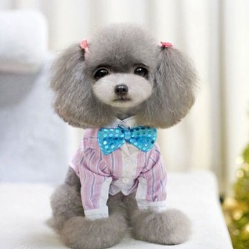 現貨+預購 寵物衣秋冬狗狗衣服-簡約個性條紋蝴蝶結寵物用品2色73ih19【獨家進口】【米蘭精品】