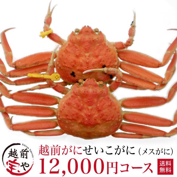 越前ガニ ボイル セイコガニ 12,000円コース（2杯 3杯）((冷蔵))  甲箱カニ 香箱ガニ せいこがに